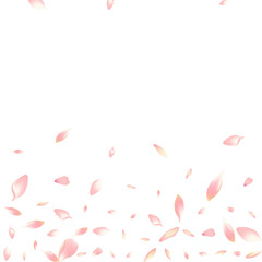 Purple Cherry Petal Vector White Background. Pink