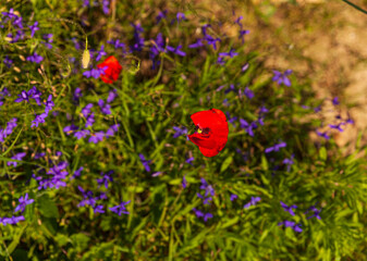 Close up of Wild Flower Poppy