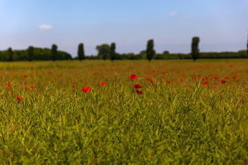 Wild Flower Poppy Field