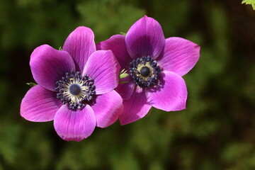 anemone flowers (anemone coronaria) in spring