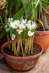 delicate white crocuses grow in ceramic pot in spring home garden