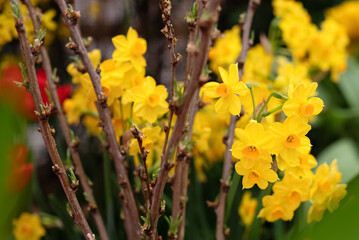 Bunch of yellow blooming daffodil flowers in the spring garden © Gioia