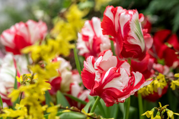 Blooming red and white tulip heads spring flowers close up