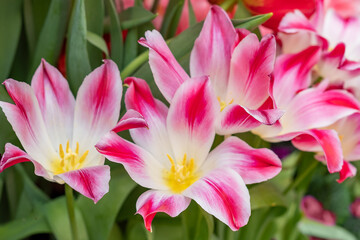 Close up blooming pink tulip heads spring flowers