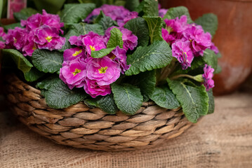 Fototapeta na wymiar Pink blooming primrose flowers growing in wicker pot on the garden terrace in spring