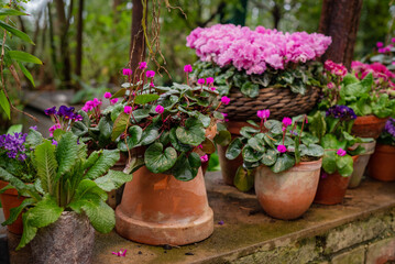 Blooming houseplants growing in ceramic flowerpots in home garden
