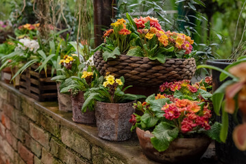 Blooming houseplants growing in ceramic flowerpots in home garden