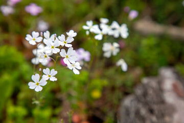 Endemic flower, ricotia carnosula, Antalya - Turkey