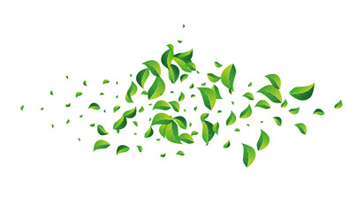 Olive Leaves Fresh Vector White Background.