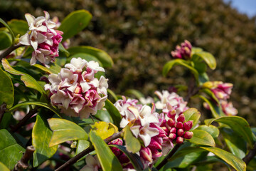 甘い香りのする沈丁花の花