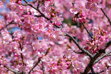 満開の河津桜