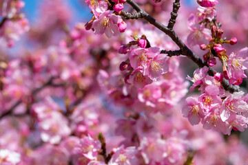 満開の河津桜