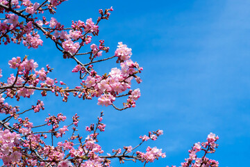 早春に咲く河津桜