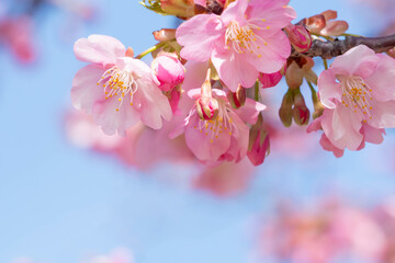 満開の河津桜