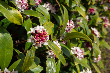 甘い香りのする沈丁花の花