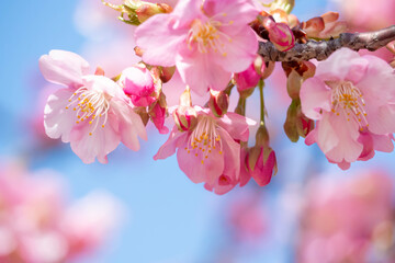 満開の河津桜