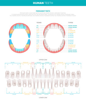Human Teeth Big Infographics
