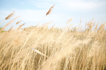 Grain in the Netherlands