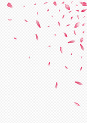 Light Lotus Vector Transparent Background.