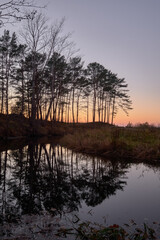 pine trees after sunset by the river at sea