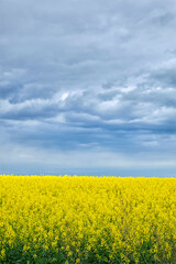 Obraz premium Landscape resembles Ukrainian national flag. Yellow field with flowering rapeseed and blue sky.