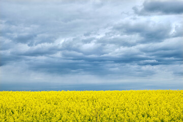 Landscape resembles Ukrainian national flag. Yellow field with flowering rapeseed and blue sky.