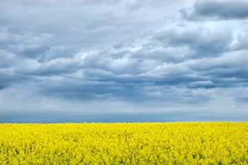 Zelfklevend Fotobehang Landscape resembles Ukrainian national flag. Yellow field with flowering rapeseed and blue sky. © tygrys74