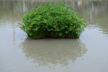 Cyperus alternifolius, the umbrella papyrus, umbrella sedge or umbrella palm