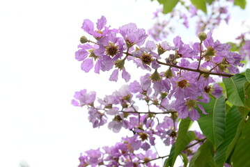 Lagerstroemia native to tropical southern Asia