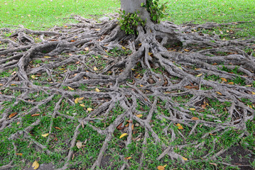 The roots of a tree are the parts that don’t bear any nodes