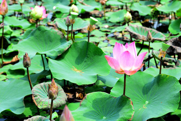 Lotus, Sacred lotus, Egyptian lotus