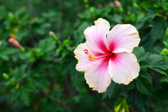 Shoe Flower, Hibiscus, Chinese rose or Hibiscus rosa sinensis