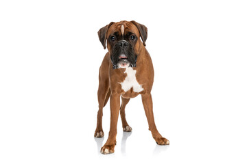 shocked boxer dog looking at the camera