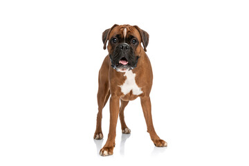 adorable boxer dog looking at the camera, panting and standing