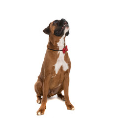 seated boxer dog thinking to jump in the air