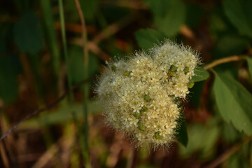 Tiny White Flowers Up Close in a Cluster