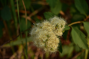 Stunning White Flower Blossoms Up Close in the Summer