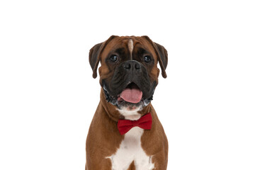 seated boxer dog sticking his tongue out