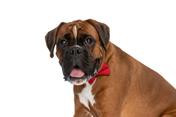 Obraz premium beautiful boxer dog looking at the camera, sticking out tongue