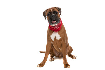 boxer dog feeling happy, panting and wearing a red bandana