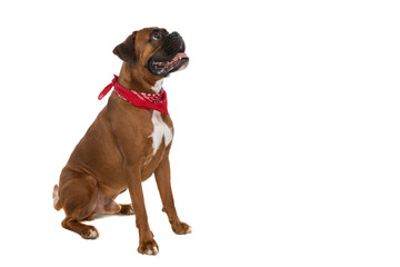 boxer dog in a trance because of a tasty food