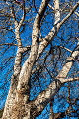 kahler Stamm des Eukalyptusbaums im Winter