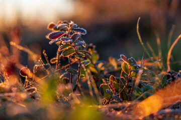 forest plants in the frost at the sunset