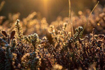 forest plants in the frost at the sunset