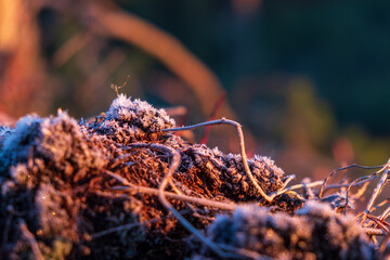 forest plants in the frost at the sunset