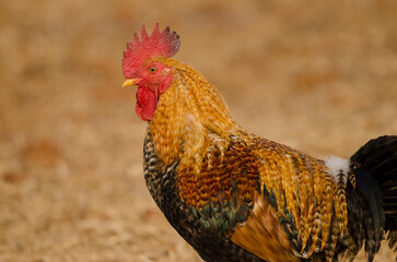 Rooster Gallus domesticus in Las Tricias. Garafia. La Palma. Canary Islands. Spain.