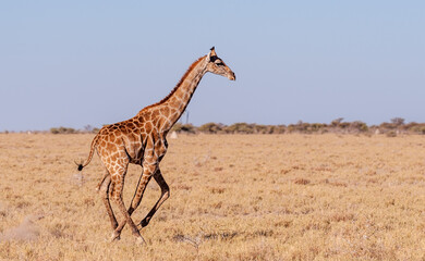 A galloping Giraffe - Giraffa Camelopardalis- on the plains of Etosha National Park, Namibia.