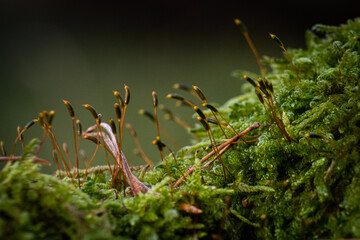 green moss macro closeup  in forest