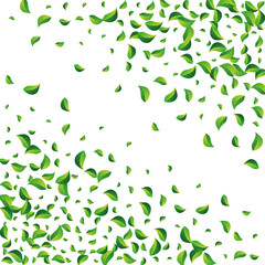 Mint Leaves Abstract Vector White Background.