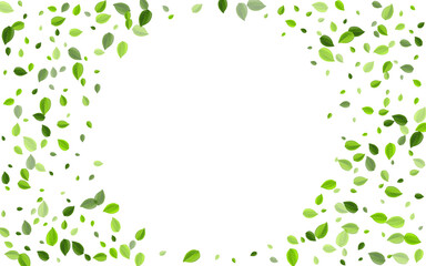 Mint Leaves Transparent Vector Template. Flying